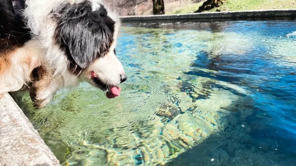 Un chien boit de l'eau dans un bassin par une journée d'été ensoleillée.