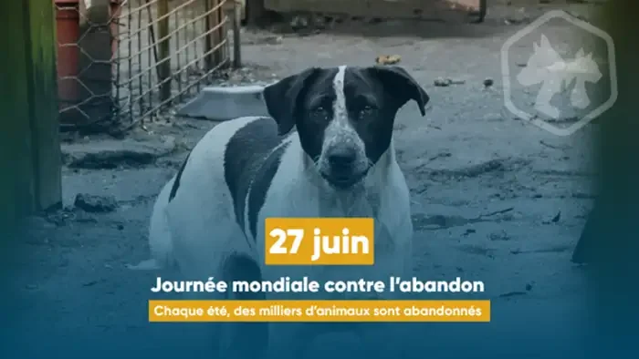 À Lyon, l’été met les animaux de compagnie sous pression