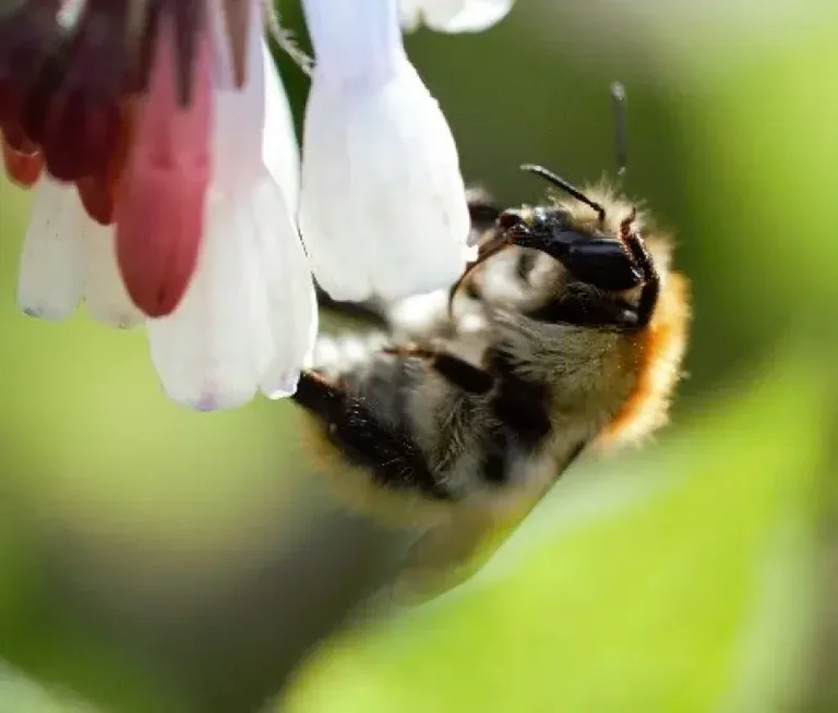À Brest, une photo de nature fait voter les habitants