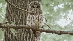 Une chouette hulotte perchée sur une branche dans une forêt normande.