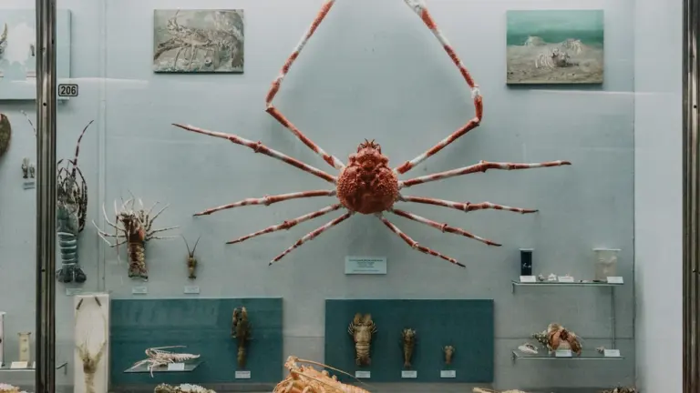 Antibes : une exposition insolite sur les araignées au musée