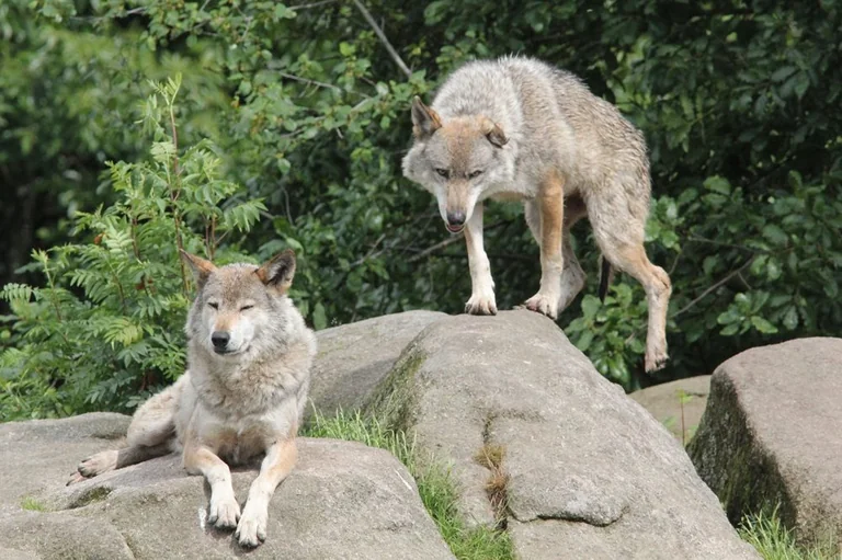 Autour de Rennes, le loup passe sans signe d’installation