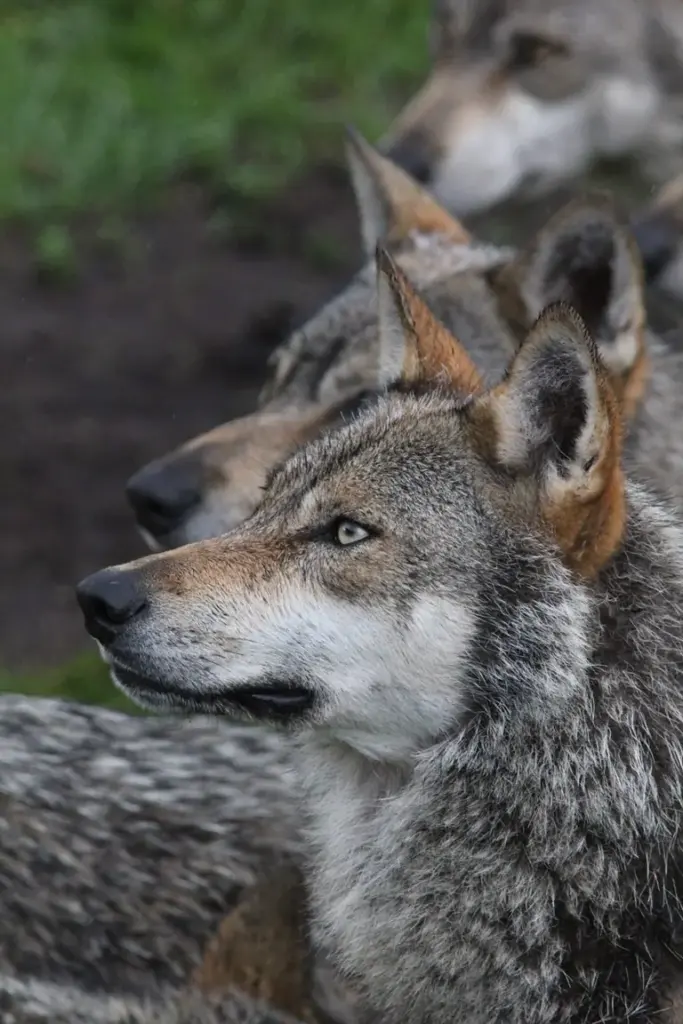 Autour de Rennes, le loup passe sans signe d’installation