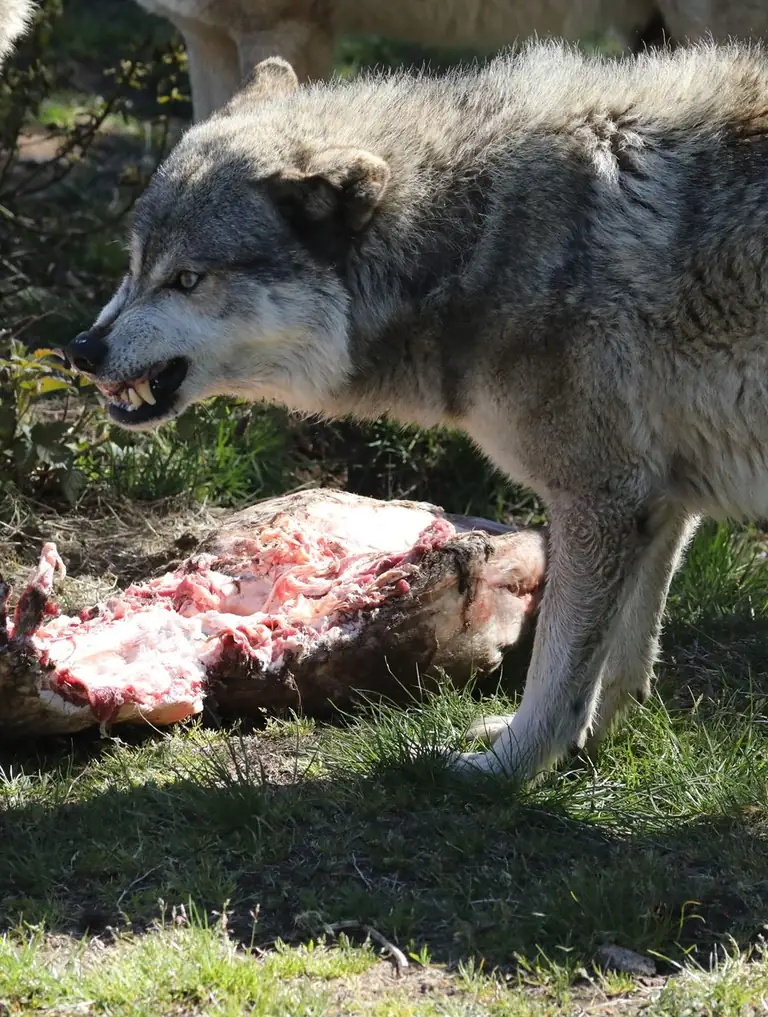Autour de Rennes, le loup passe sans signe d’installation