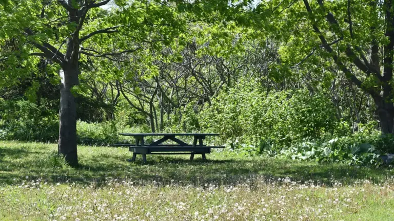 Bel été à Saint-Denis : des sorties gratuites en famille