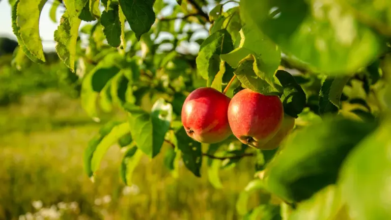 Deux pommes rouges mûres suspendues à une branche dans un verger en été.