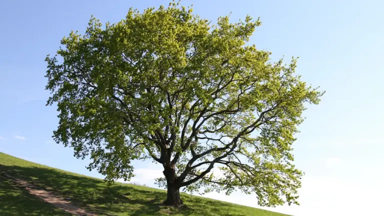 Nice : « L’intelligence des arbres » à voir gratuitement