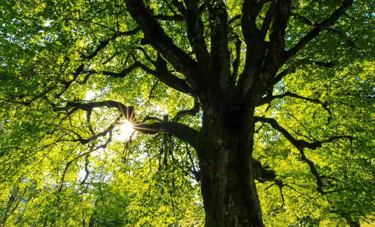 Nice : « L’intelligence des arbres » à voir gratuitement