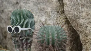 Un cactus vert côtelé portant des lunettes de soleil blanches devant des rochers gris.