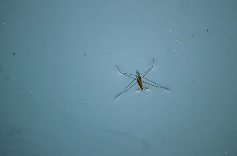À Cergy, l’eau oubliée favorise le moustique tigre
