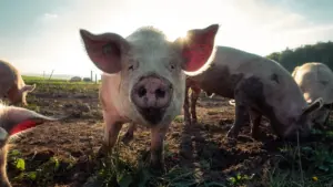 Cochon domestique debout dans un champ herbeux sous la lumière du soleil.