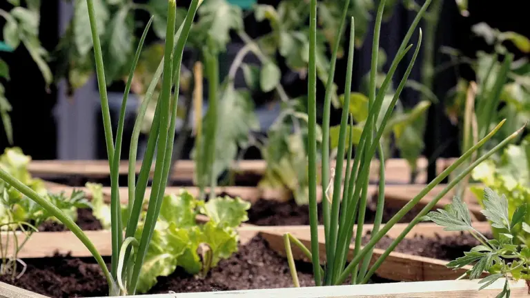 Gros plan sur des légumes en culture dans un potager urbain en bois.