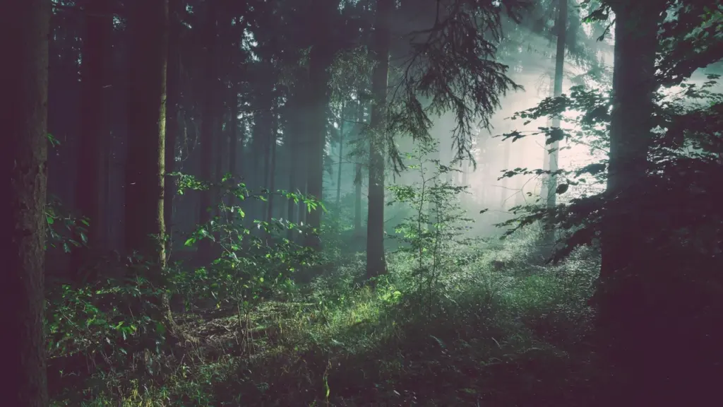 Rayons de soleil perçant à travers le brouillard dans une forêt dense et verdoyante.