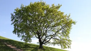 Un grand arbre majestueux dans un parc verdoyant sous un ciel bleu clair.