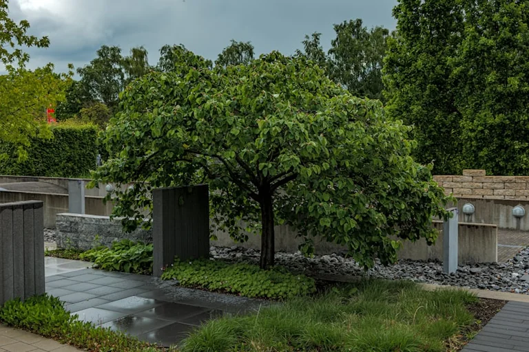 Tours : un arbre historique du Jardin des Prébendes bientôt abattu