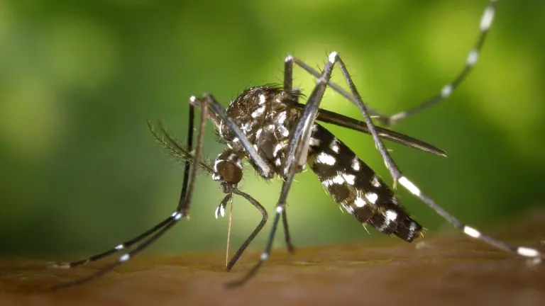 Gros plan d'un moustique tigre piquant une peau humaine sur fond vert flou.