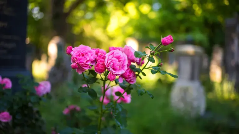 Toussaint à Trappes : des fleurs éco-responsables au Cimetière Parc