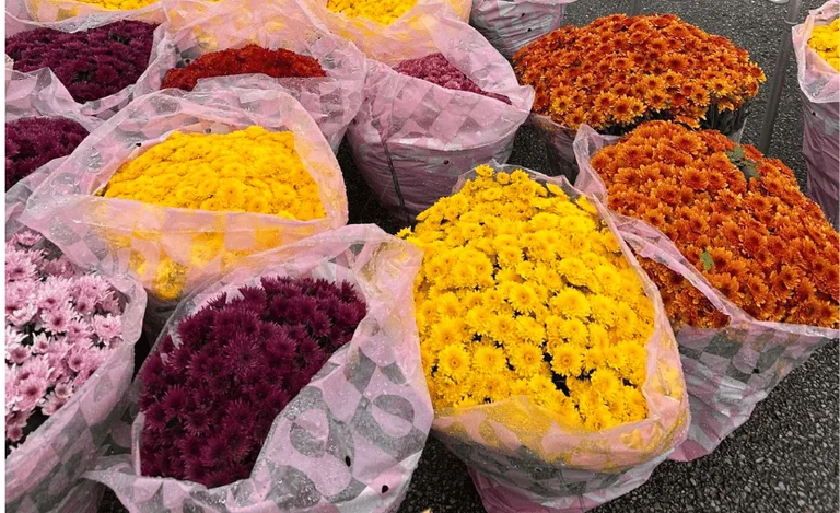 Toussaint à Trappes : des fleurs éco-responsables au Cimetière Parc
