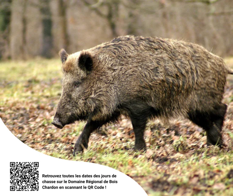 Chasse au Bois Chardon à Draveil : les jours où la forêt sera fermée