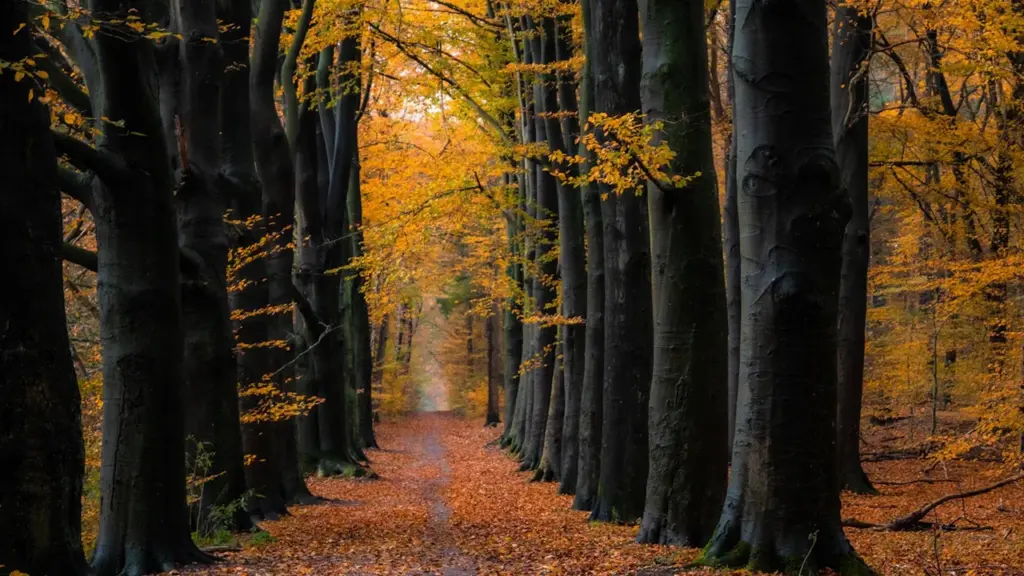 Chemin forestier bordé d'arbres majestueux aux feuilles dorées en automne.