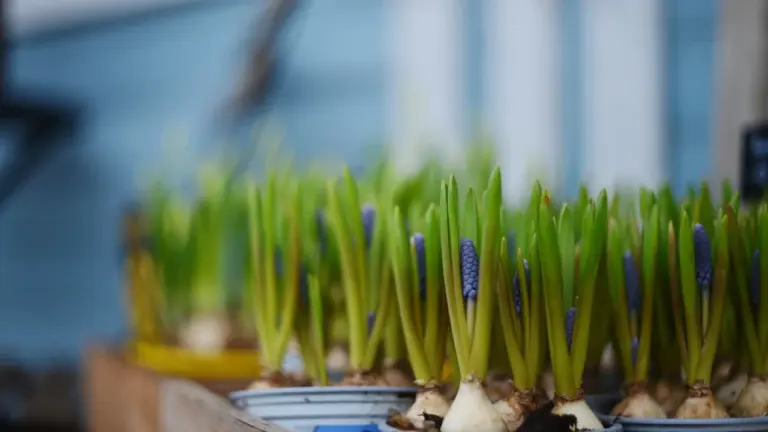 Nogent : plantes et bulbes gratuits à récupérer au dépôt des espaces verts