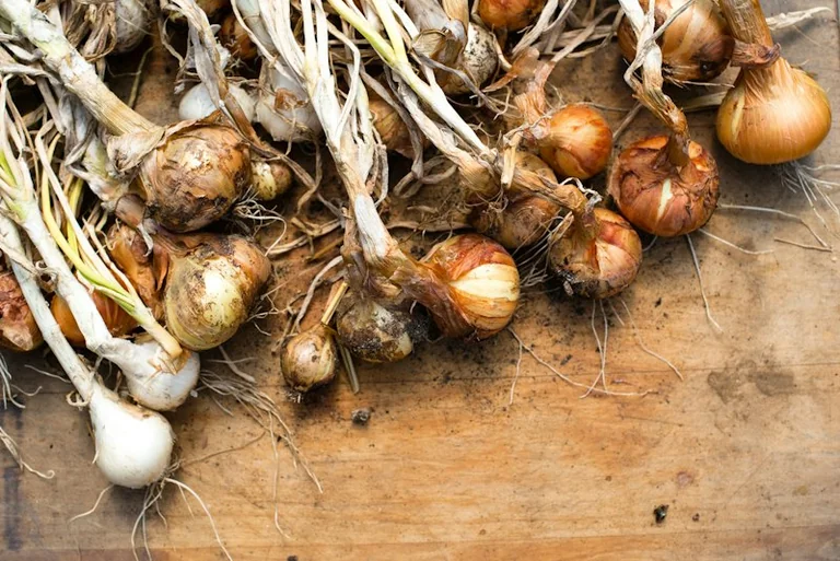 Nogent : plantes et bulbes gratuits à récupérer au dépôt des espaces verts
