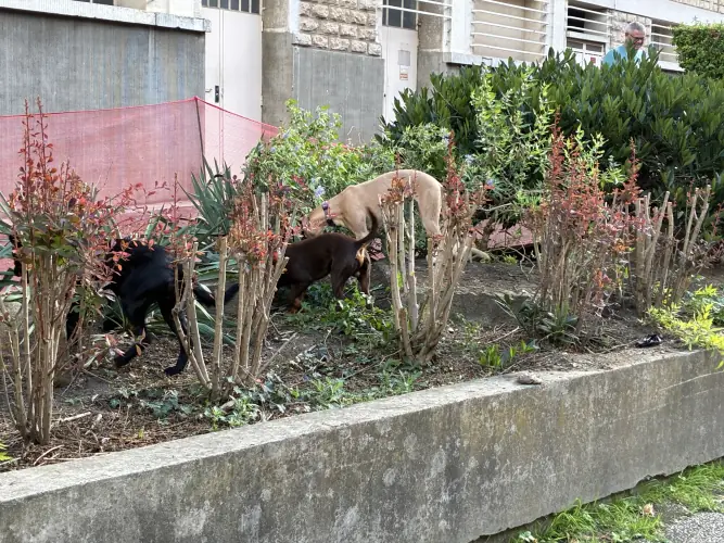 Sannois : des furets et chiens terriers traquent les rats autour du marché