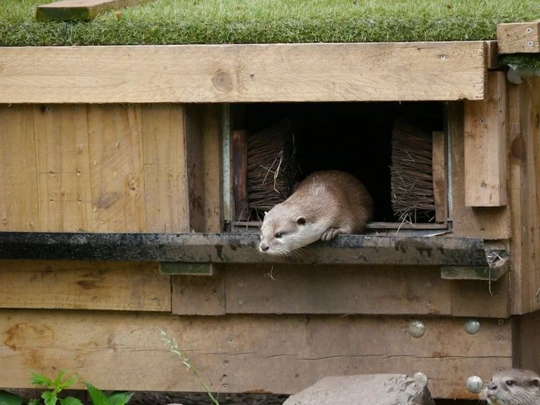 Sannois : des furets et chiens terriers traquent les rats autour du marché