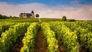 Une église médiévale surplombe des rangées de vignes dans le vignoble champenois français.